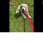 Puppy sqadxxgaming