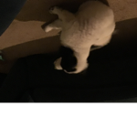 Digithecat is lucky