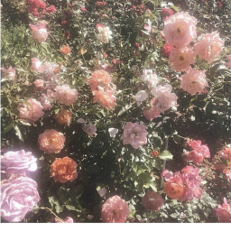 Flower Garden