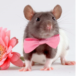 THE FINEST RATS IN TOWN