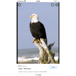 Bald eagle Airlines