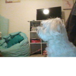#Dog Squad <3