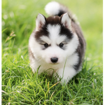 Husky squad unite