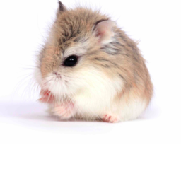 🐹Hamster Club Hangout!🐹