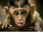Monkey :) Group