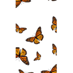 hawaii butterfly's