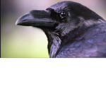 Ravens guards
