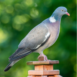 Pigeon Family