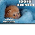 ~kitten offical fan group~