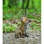 Team #Foxes