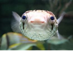 Polidental Pufferfish
