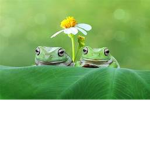 First Class Froggy's