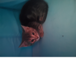 Kitten people EXTREME