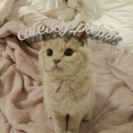 Meow meow meow meow meow meow group