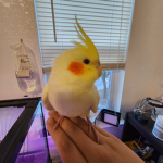 Fly high Cutie