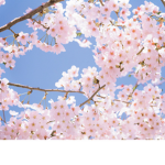 The blossom tree group