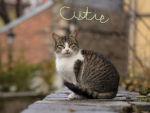 My pet cat :3