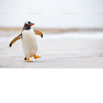 Penguin Power Time
