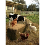 farmingz