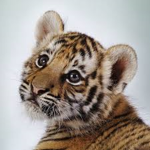 The Jungle Of TIGERS