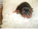 Cute Puppy Points