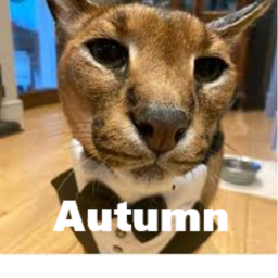 [autumn]floppa kingdoom