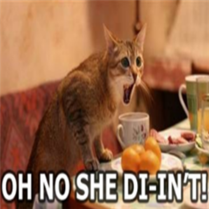 o no she didnt cat funny plzzz fav Roblox decal