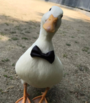 Funny username group