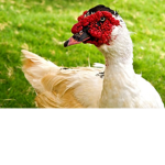 My fellow goose s
