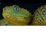 Snake k
