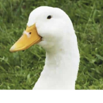 Duckie club c: