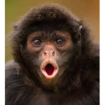 Big Monkey'S