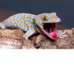 [-] Gecko's Terrarium