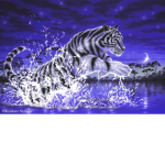 DA TIGER NATION