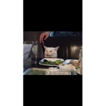 貓~