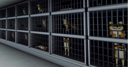 Doge Experience [Early Access]