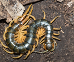 Purge Nest