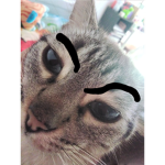 kittens >:3