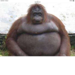 Fat Gorilla