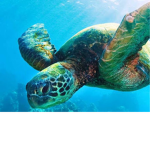 Sea Turtle Squad!
