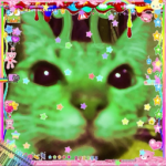 Kitty’s mysterious cats