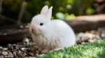 Bunny builderz