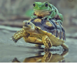 Frog and turtle fan club
