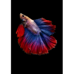 Ultimate Betta Group