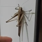 bug fans only