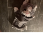 Mrs whiskers