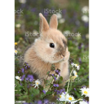 The Bunny Clan~
