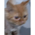 เกล