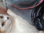 my beloved cats
