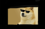 The doge basement squad